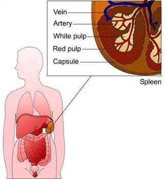spleen cross section diagram